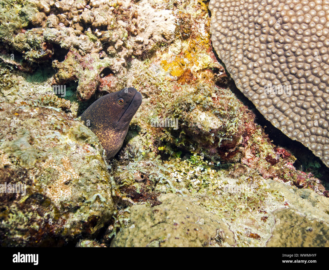 Moray gigante Foto Stock