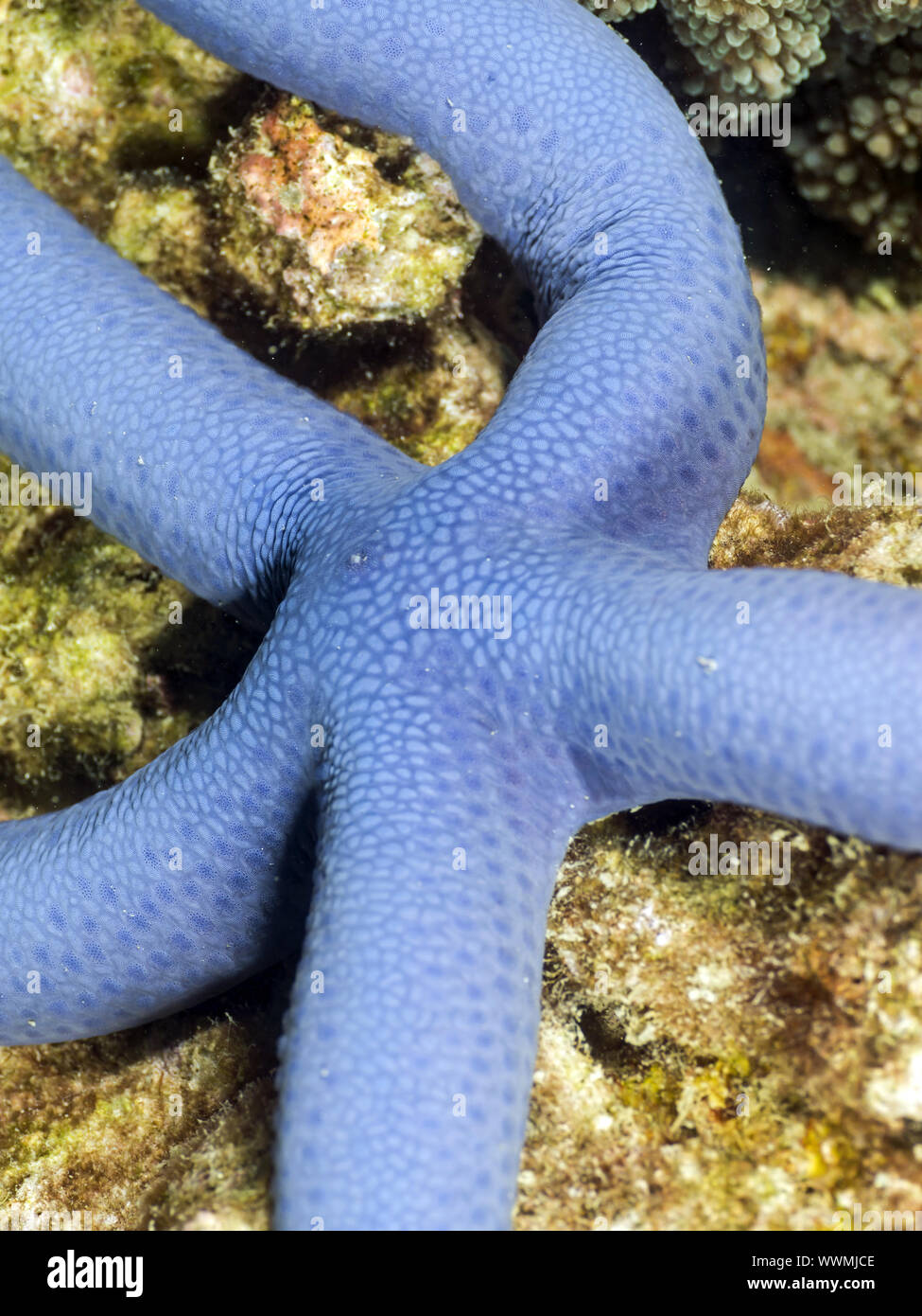 stelle marine blu Foto Stock