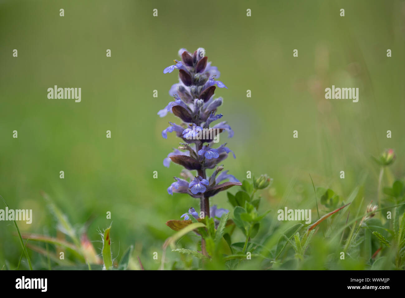 Bugloss (Ajuga reptans) cresce a bordo od a bosco foresta Mabie, Dumfries Scozia SW Foto Stock