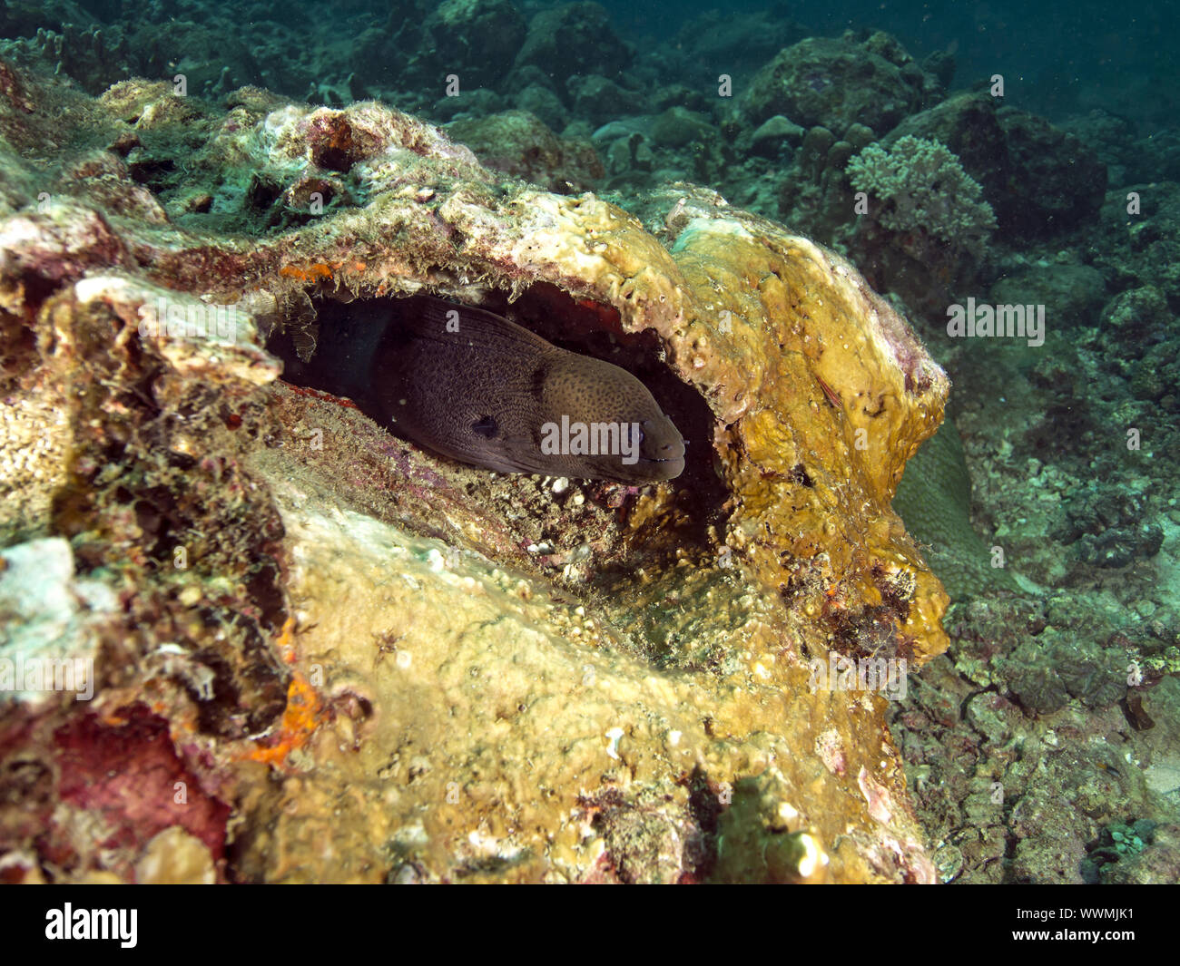 Moray gigante Foto Stock