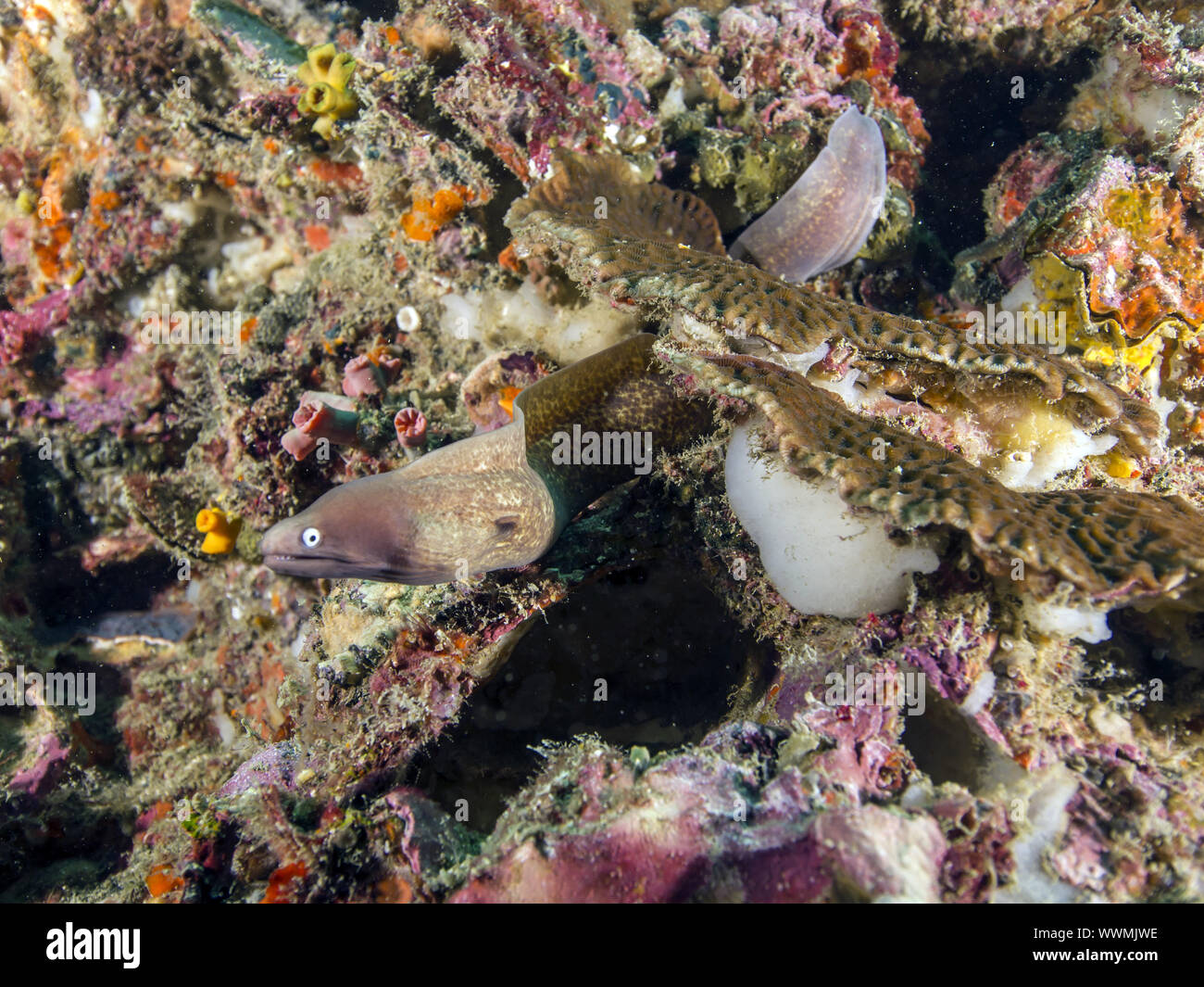 Weissaugen-Muräne (Gymnothorax thyrsoideus) Foto Stock