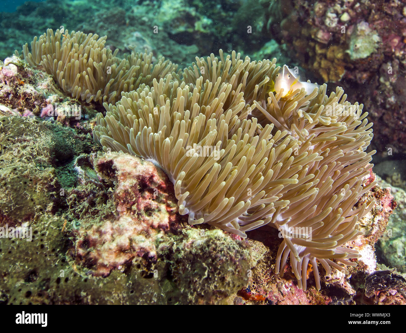 Anemonefish nosestripe (Amphiprion akallopisos) Foto Stock