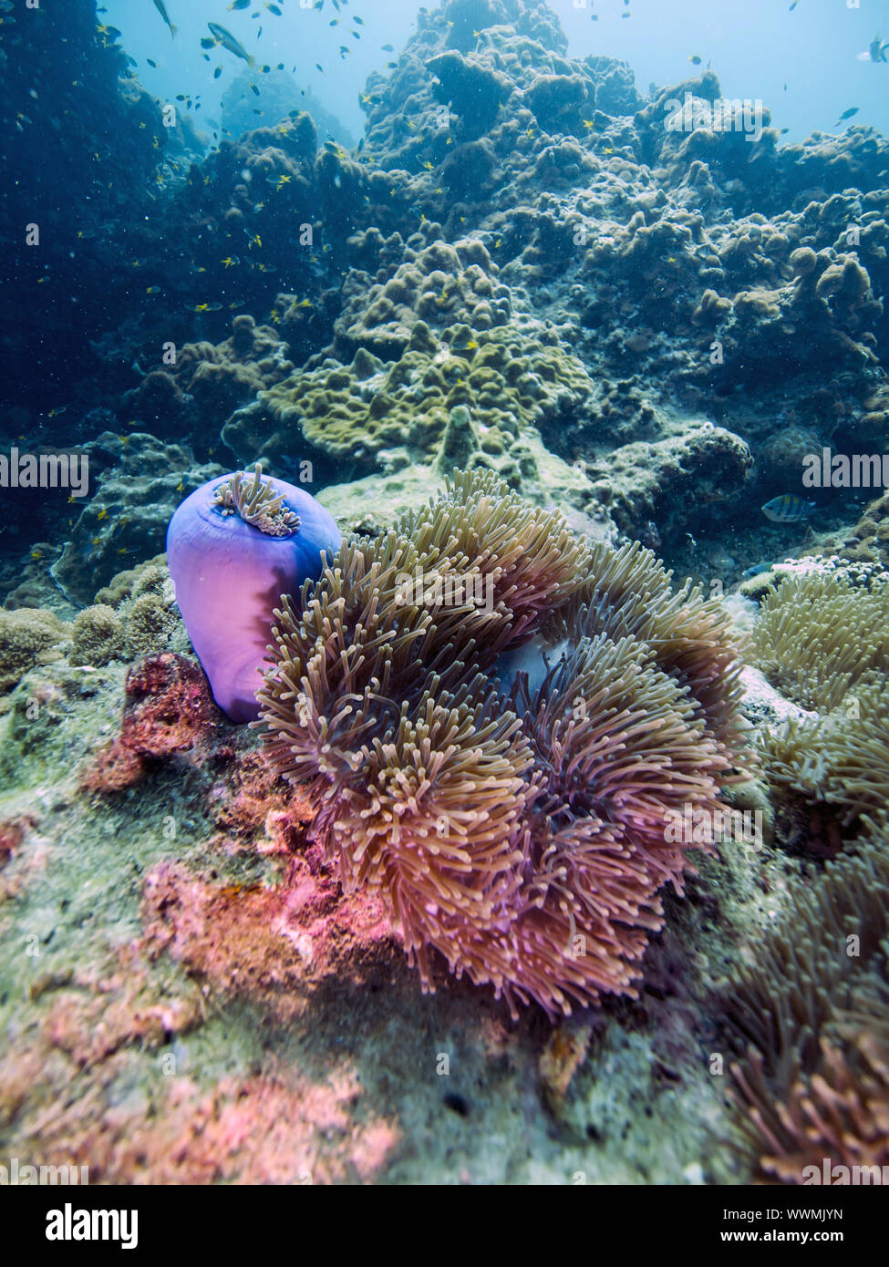 Magnifica anemone marittimo Foto Stock