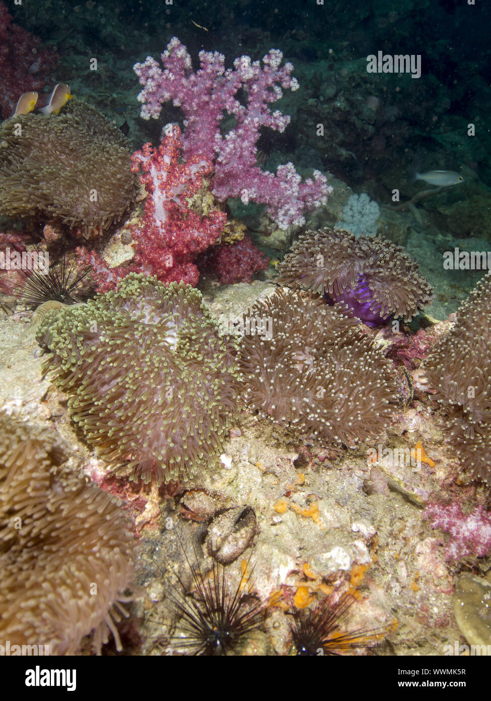Magnifica anemone marittimo Foto Stock