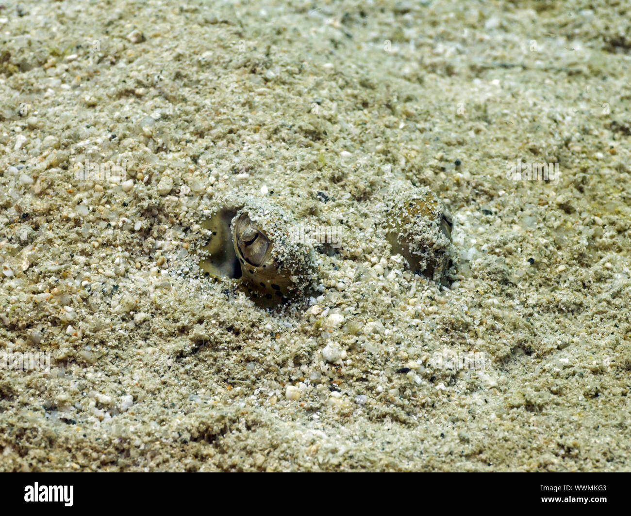 Kuhl's stingray (Neotrygon kuhlii) Foto Stock