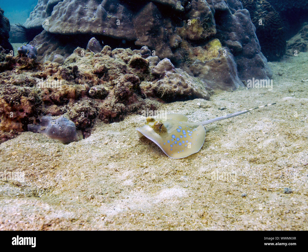 Kuhl's stingray (Neotrygon kuhlii) Foto Stock