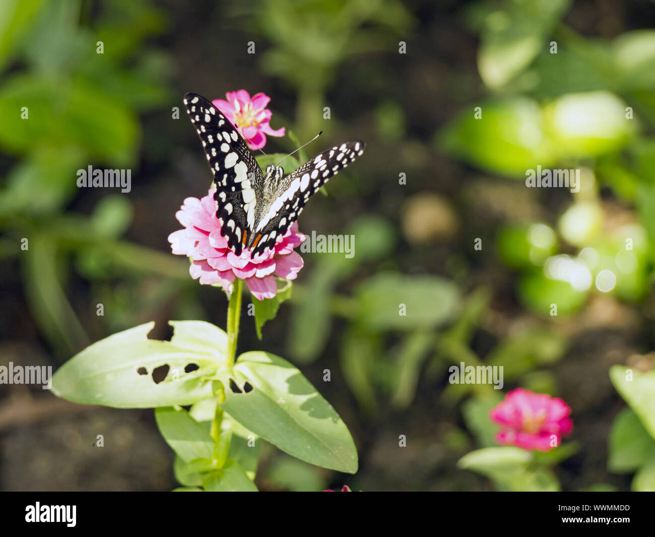Papilio demoleus Foto Stock