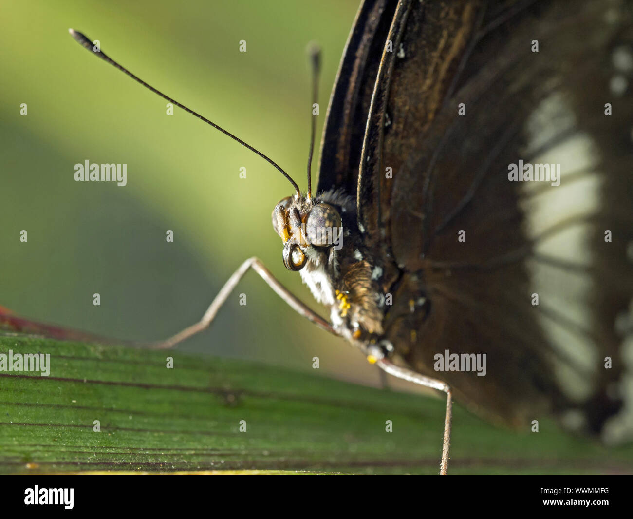 Hypolimnas alimena Foto Stock