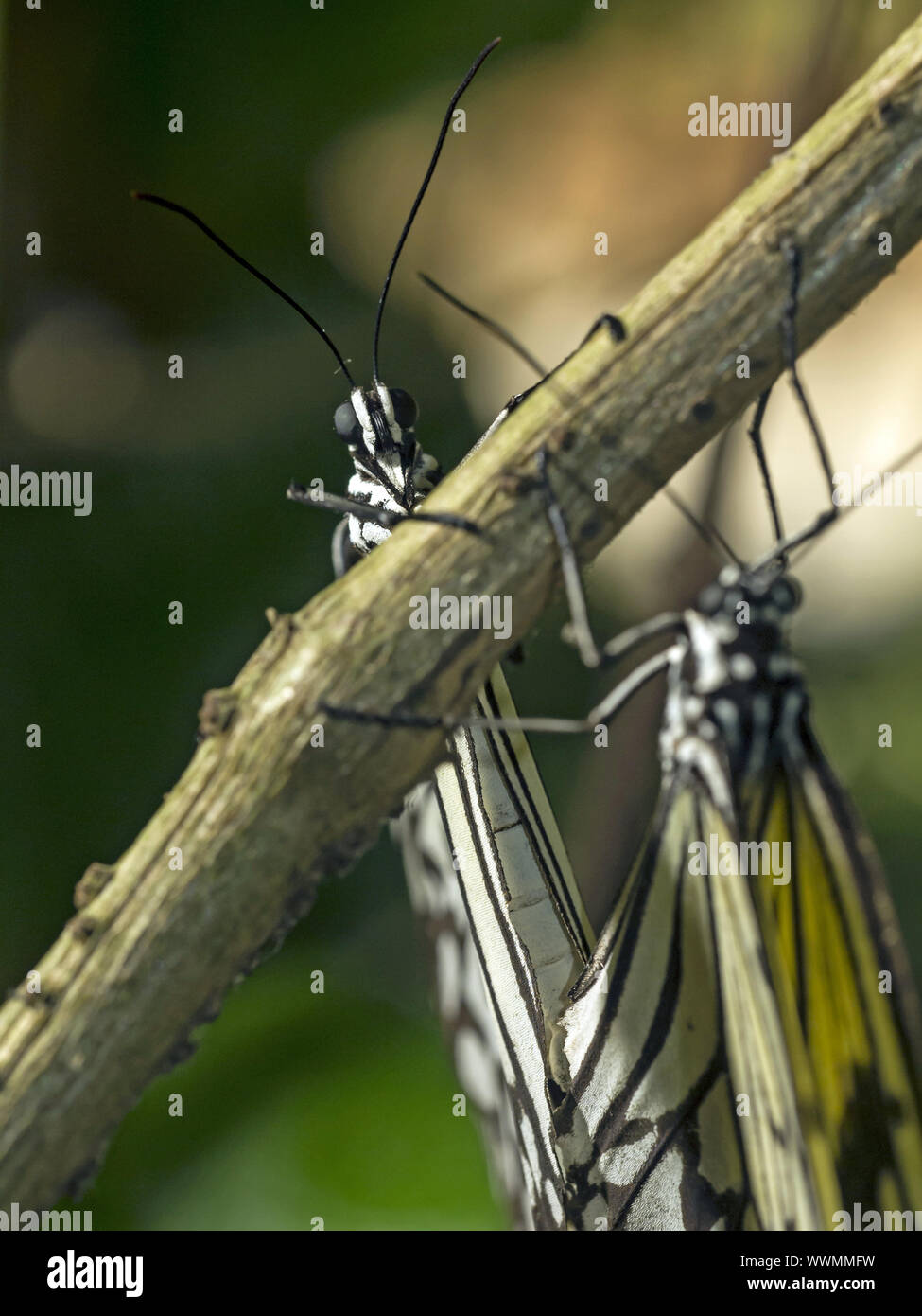 Weiße Baumnymphe (Idea leuconoe) Foto Stock