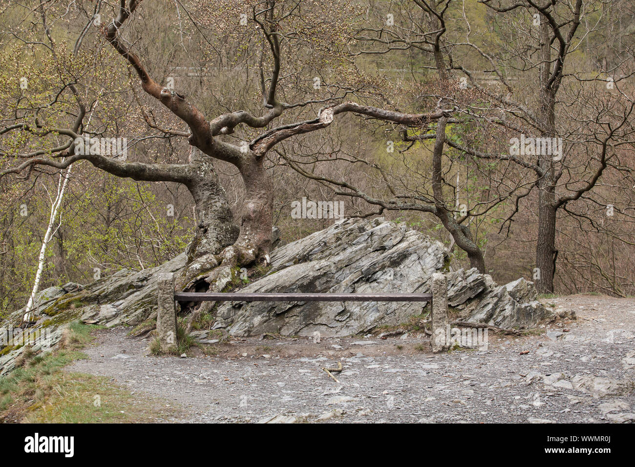 Harzer Hexen-Stieg / Bodetal-Stieg tra Treseburg e Thale Foto Stock