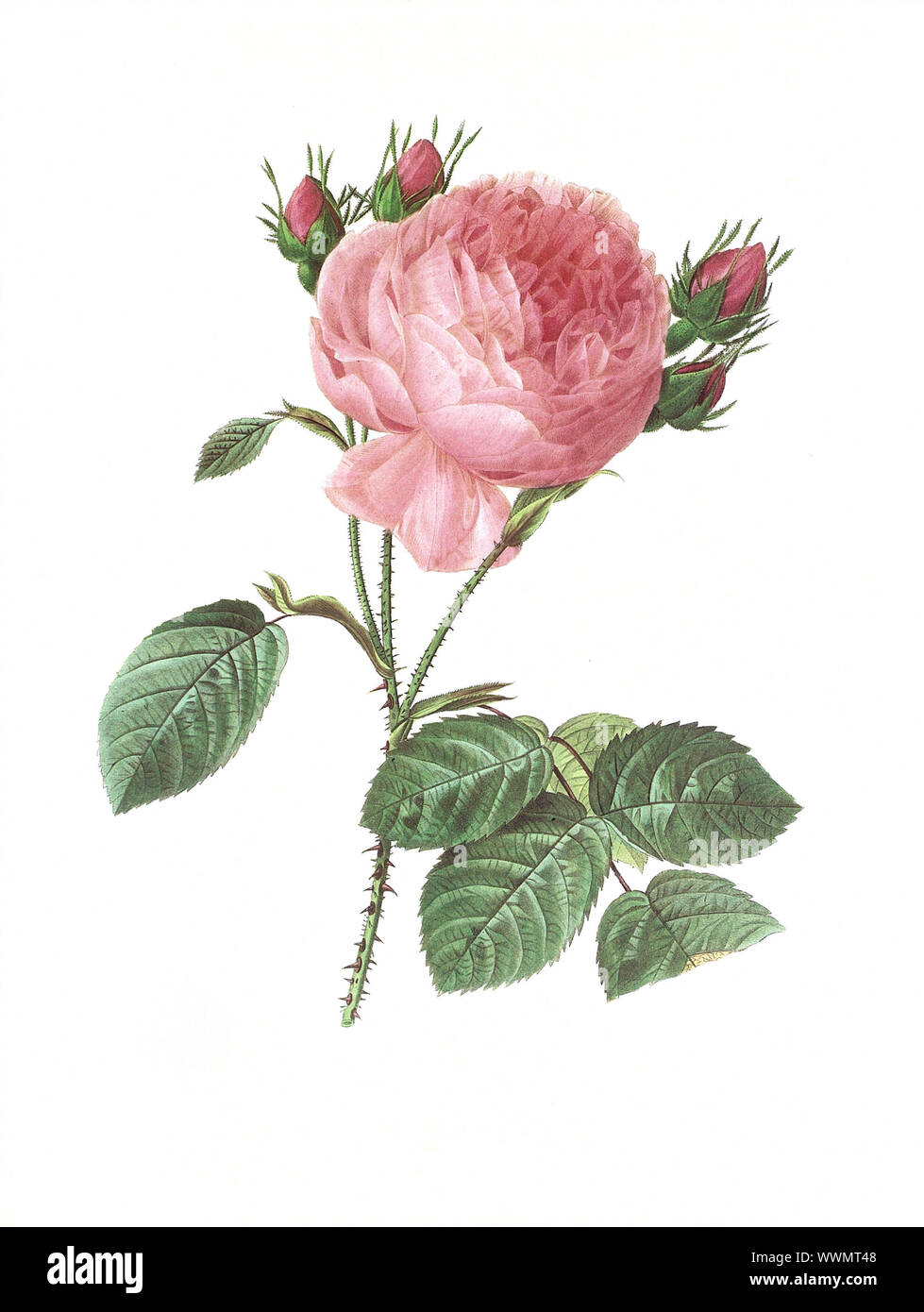 Antica illustrazione di una rosa centifolia incisi da Pierre-Joseph Redoute (1759 - 1840), soprannominato 'il Raffaello dei fiori". Foto Stock
