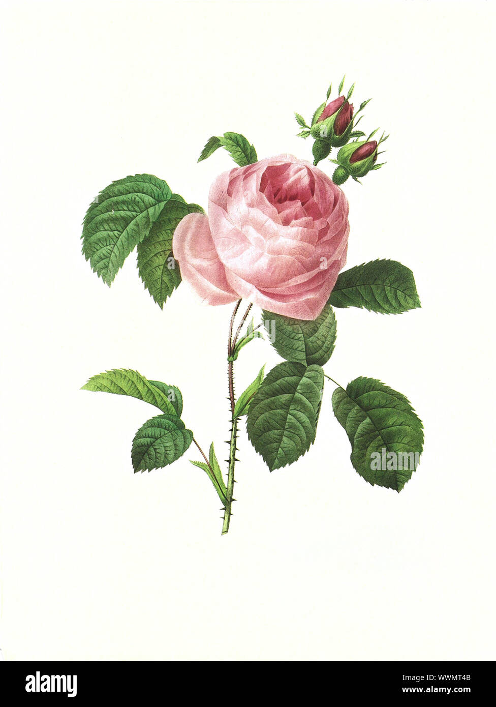 Antica illustrazione di una rosa centifolia incisi da Pierre-Joseph Redoute (1759 - 1840), soprannominato 'il Raffaello dei fiori". Foto Stock