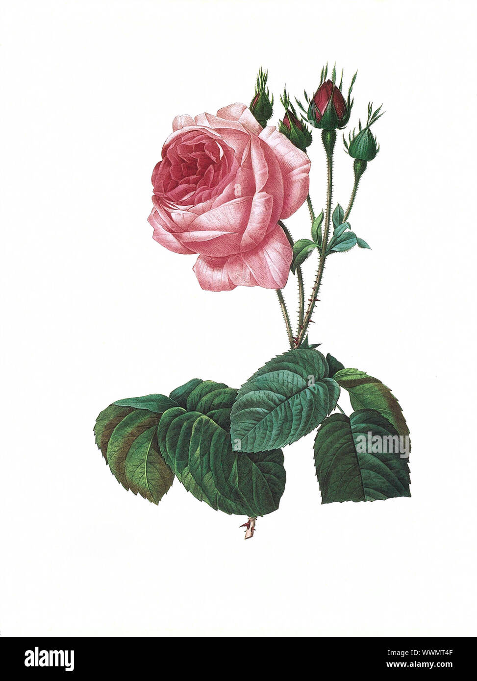 Antica illustrazione di una rosa centifolia bullata incisi da Pierre-Joseph Redoute (1759 - 1840), soprannominato 'il Raffaello dei fiori". Foto Stock