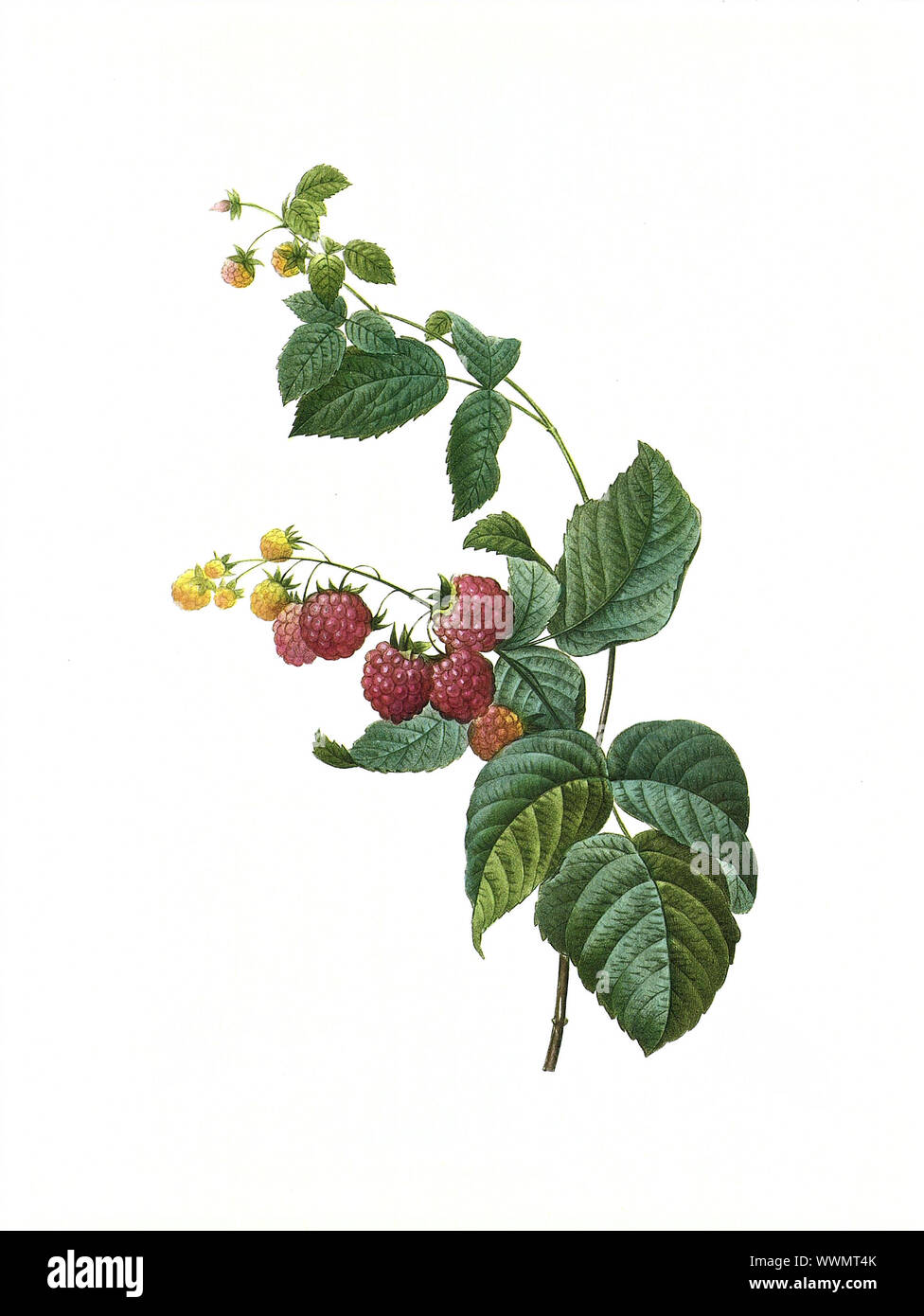 Antica illustrazione di un framboisier incisi da Pierre-Joseph Redoute (1759 - 1840), soprannominato 'il Raffaello dei fiori". Foto Stock