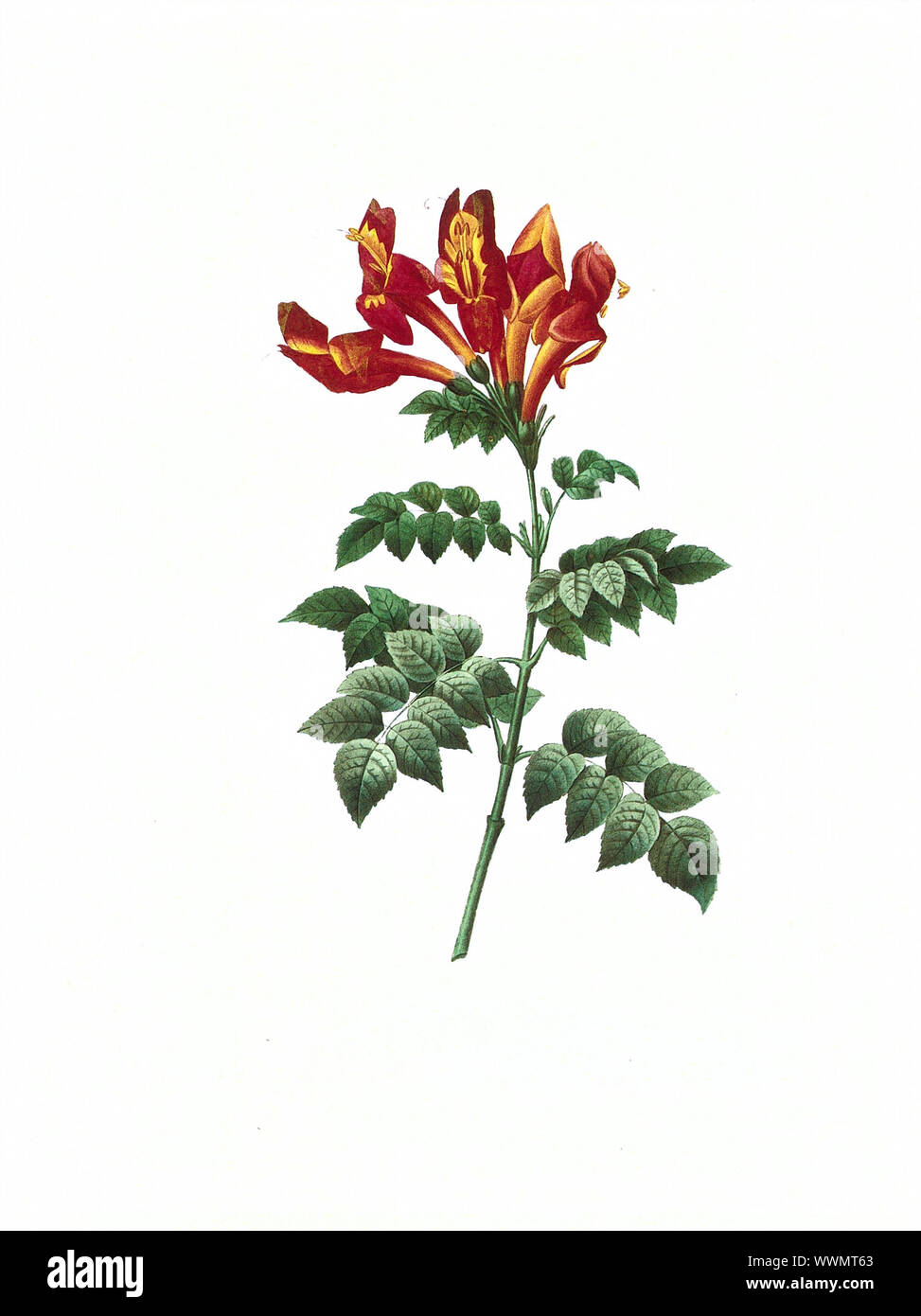Illustrazione di antiquariato di bignonia incisi da Pierre-Joseph Redoute (1759 - 1840), soprannominato 'il Raffaello dei fiori". Foto Stock