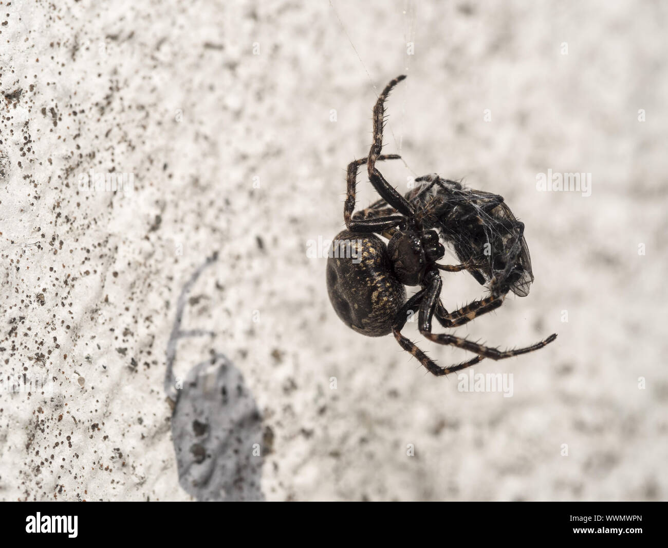 Giardino europeo spider Foto Stock