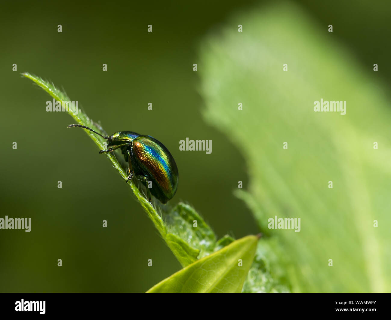 Dead-foglia di ortica beetle Foto Stock