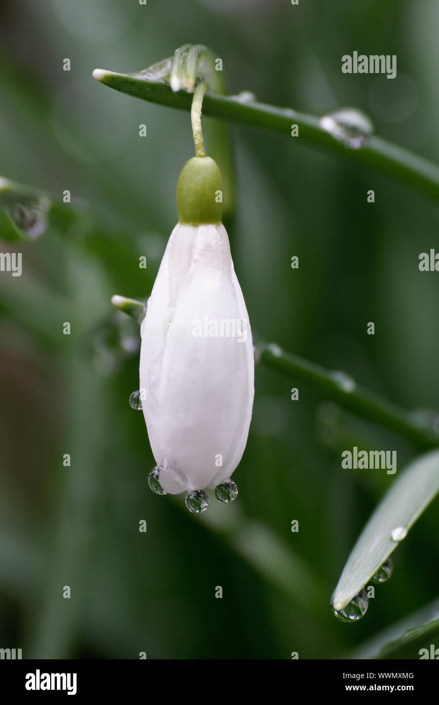 Galanthus nivalis, poco Snowdrop Foto Stock