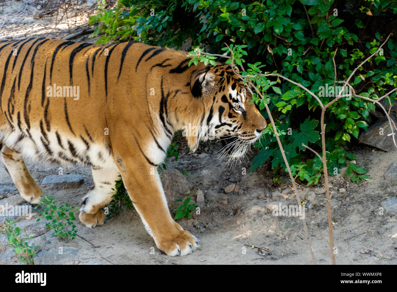 Tigre Siberiana, noto anche come la tigre di Amur. Foto Stock