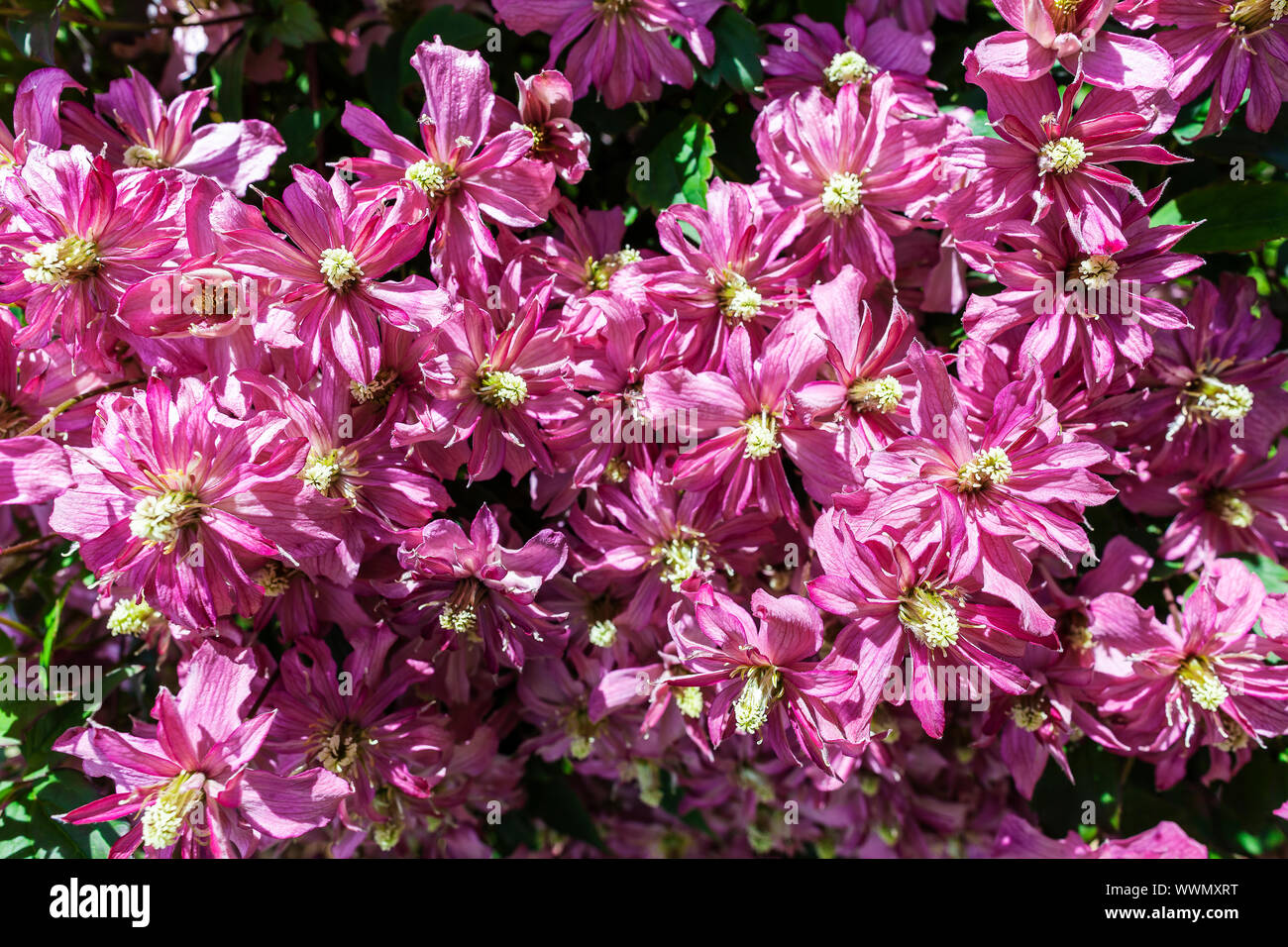 La clematide montana "Broughton Star", una doppia rosa arrampicata fiorito giardino ornamentale pianta. Foto Stock