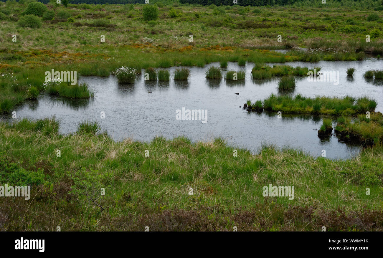 Nel Hohes Venn,Hautes Fagnes riserva, Belgio Foto Stock