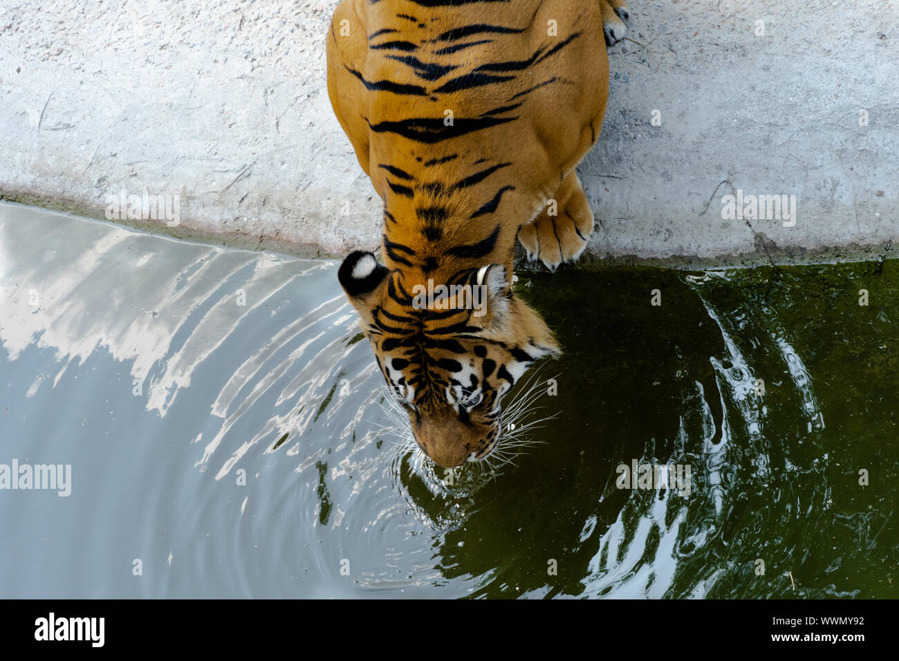 Grande tigre di Amur beve l'acqua. Gli animali selvatici. Foto Stock