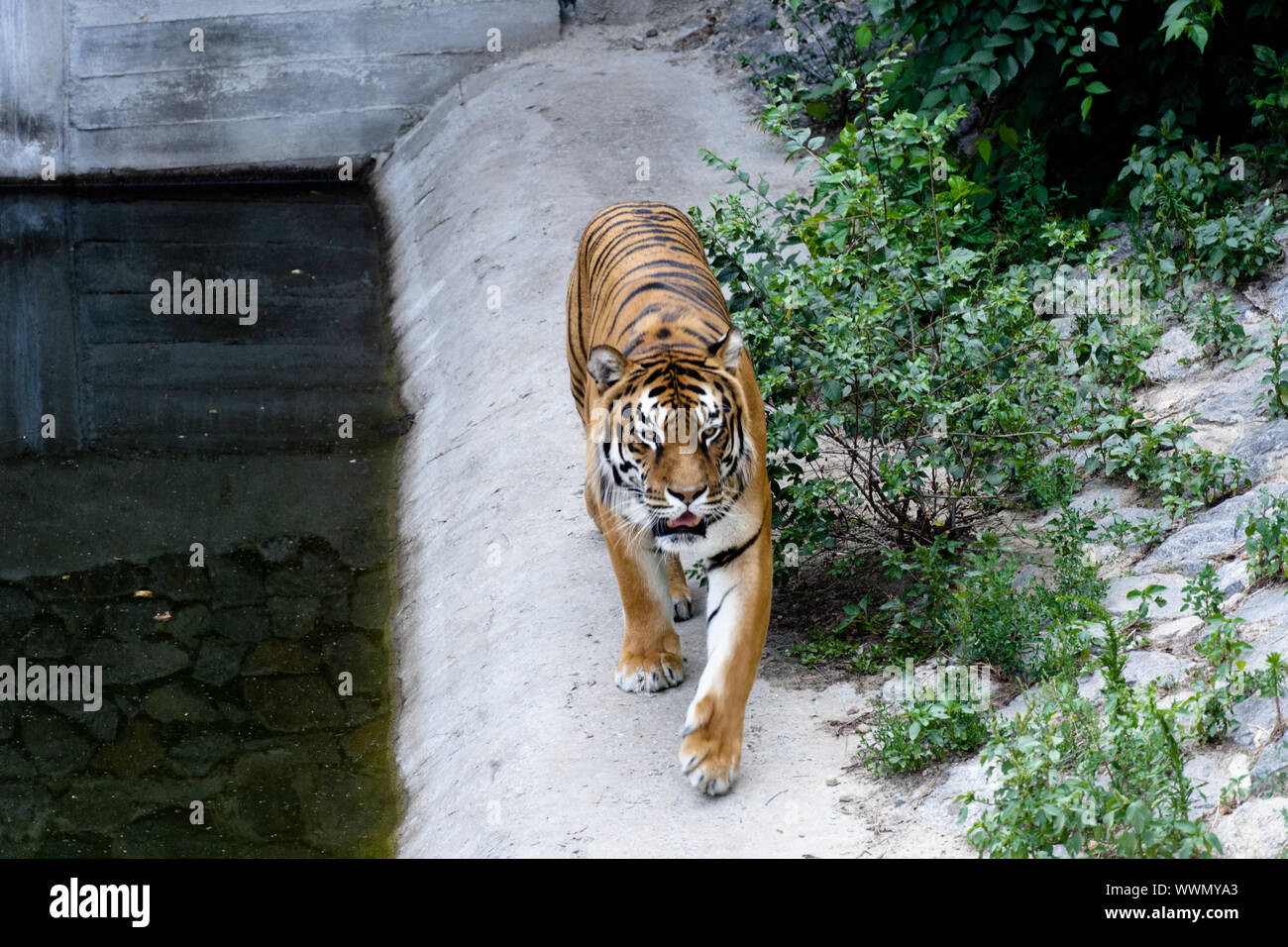 Tigre Siberiana, noto anche come la tigre di Amur. Foto Stock