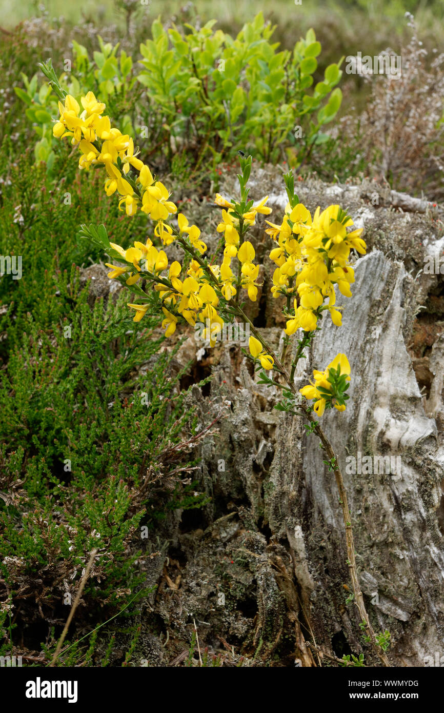 La ginestra fiore nel parco nazionale dell'Eifel, Germania Foto Stock