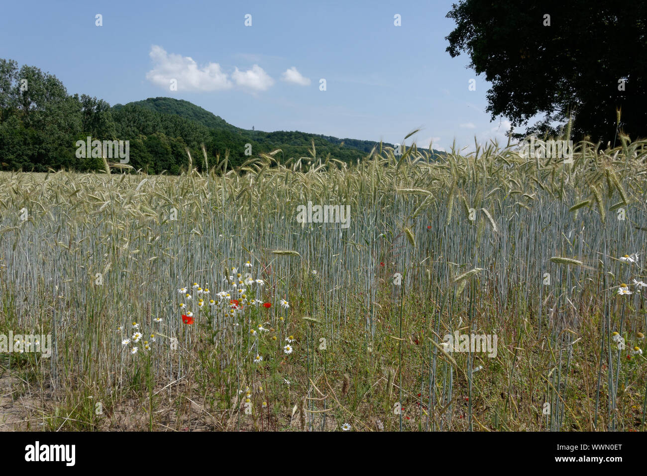 Vicino vinicole Falkenstein, distretto di Schweinfurt Foto Stock