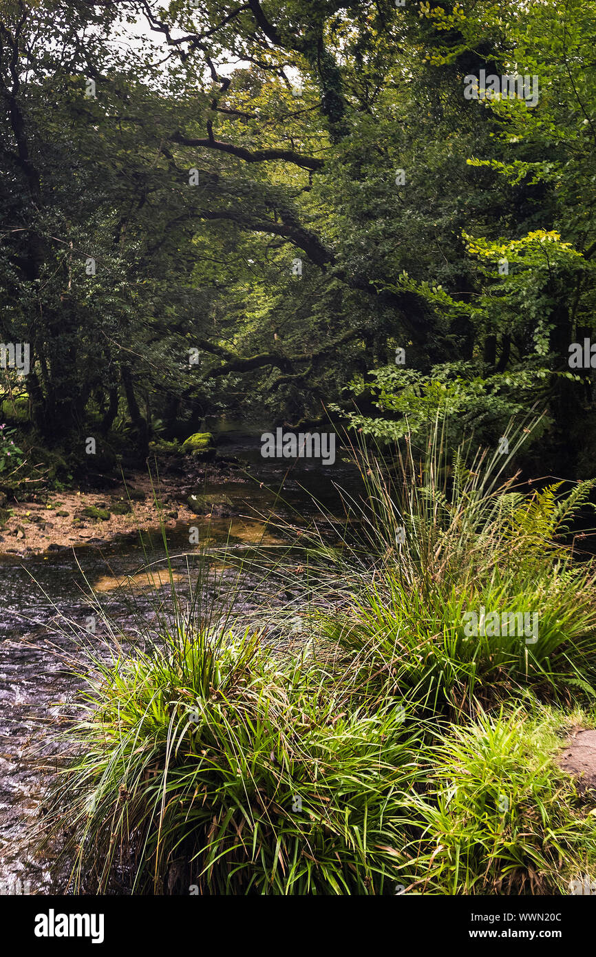 Il fiume Fowey fluente attraverso Draynes legno; un antico bosco di querce a Bodmin Moor in Cornovaglia. Foto Stock