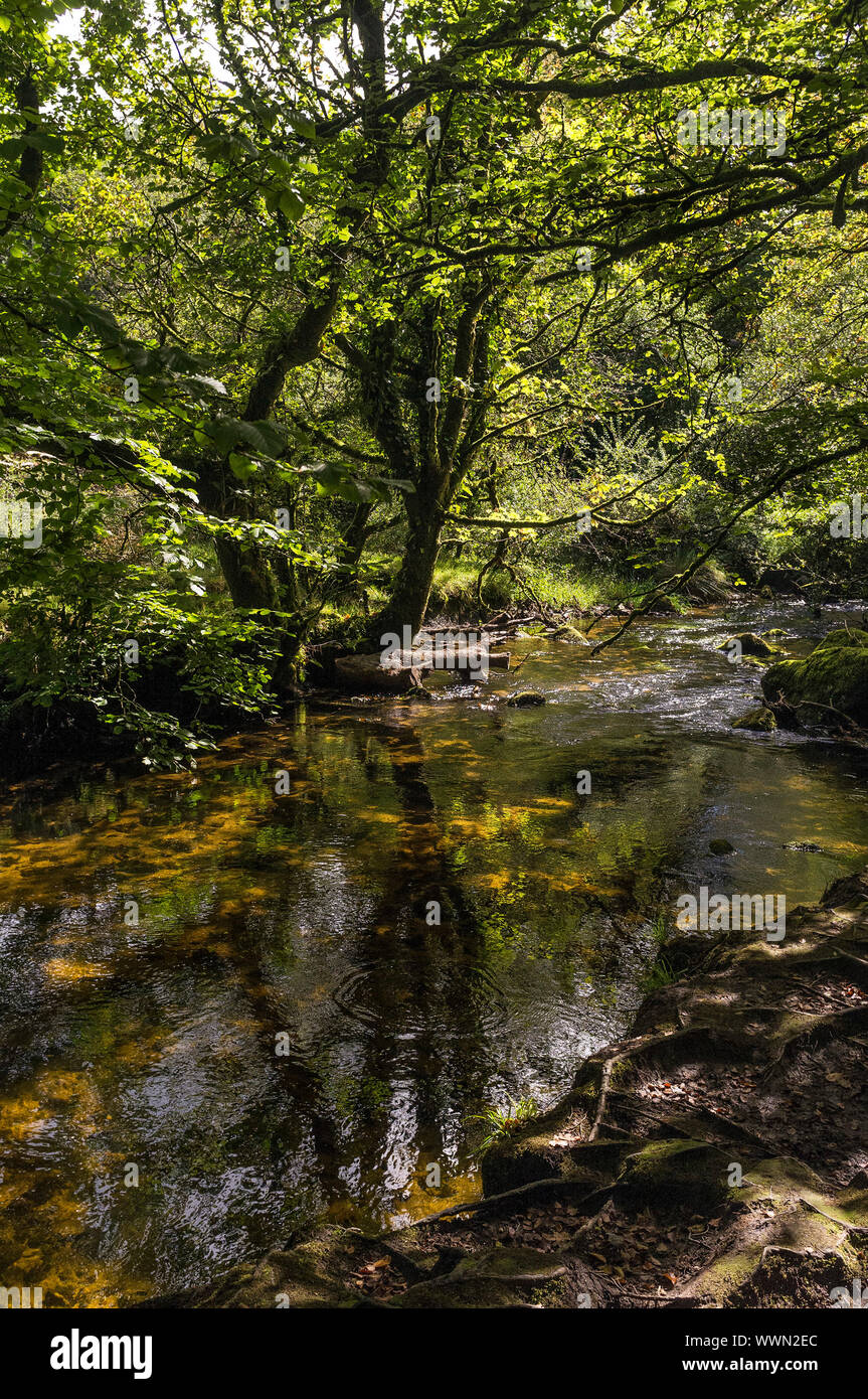Il fiume Fowey fluente attraverso Draynes legno, un antico bosco di querce a Bodmin Moor in Cornovaglia. Foto Stock