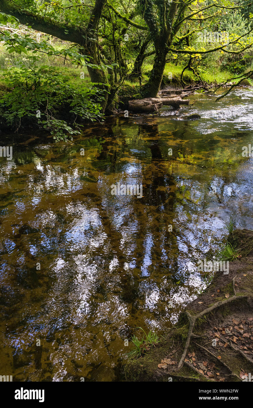 Il fiume Fowey fluente attraverso Draynes legno, un antico bosco di querce a Bodmin Moor in Cornovaglia. Foto Stock
