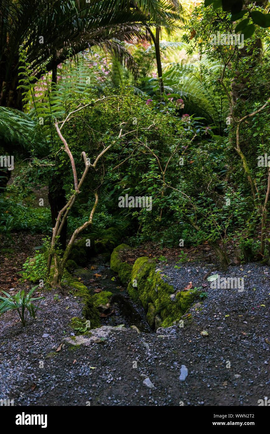 Fogliame e sottobosco a Trebah giardino in Cornovaglia. Foto Stock