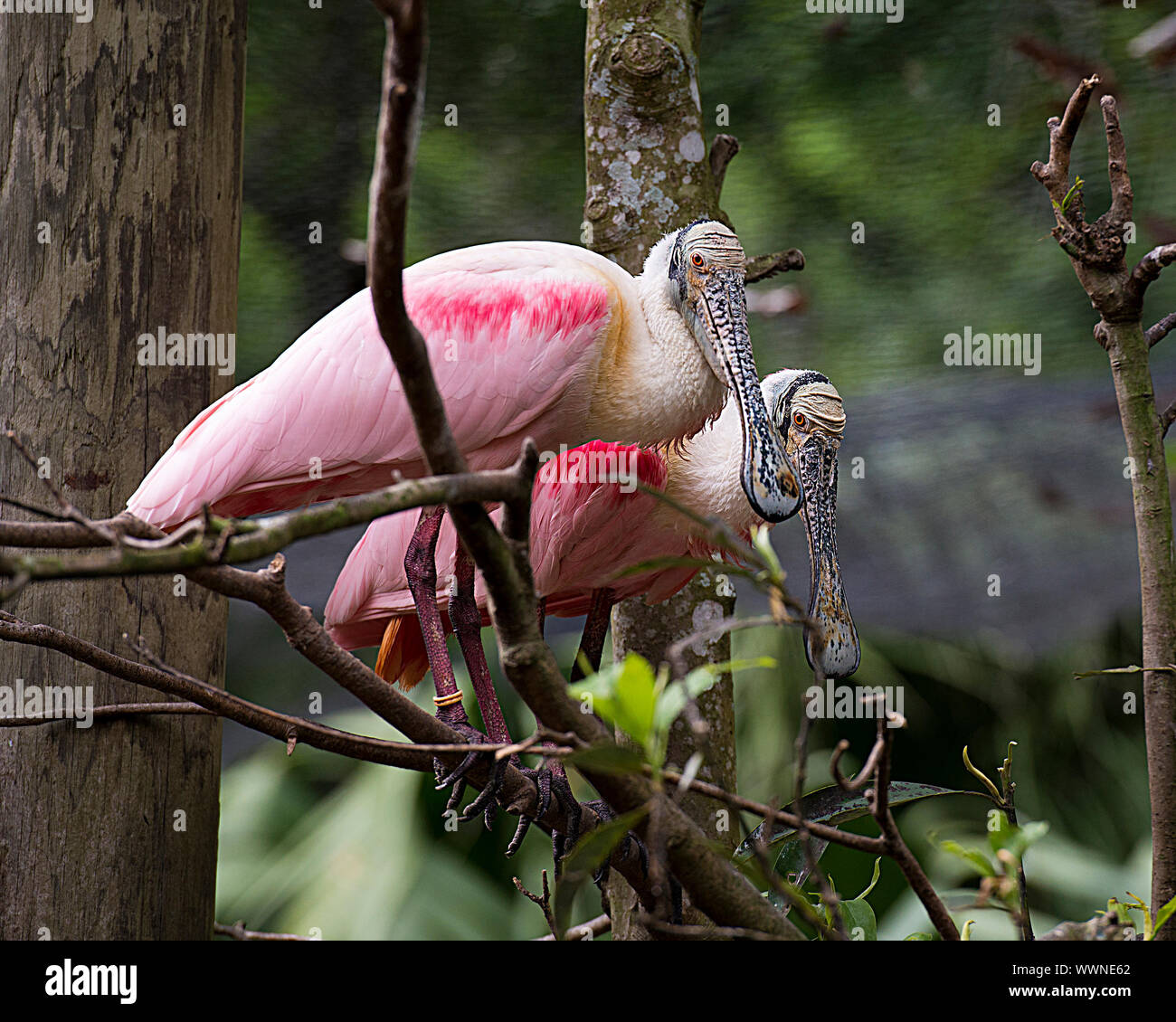 Roseate Spoonbill uccello giovane nel corteggiamento appollaiarsi su un ramo godendo le sue circostanti e l'ambiente. Foto Stock