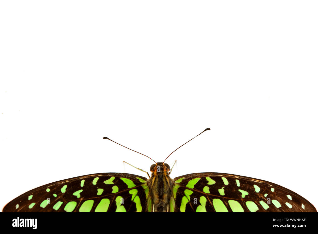 Graphium isolati su sfondo bianco Foto Stock