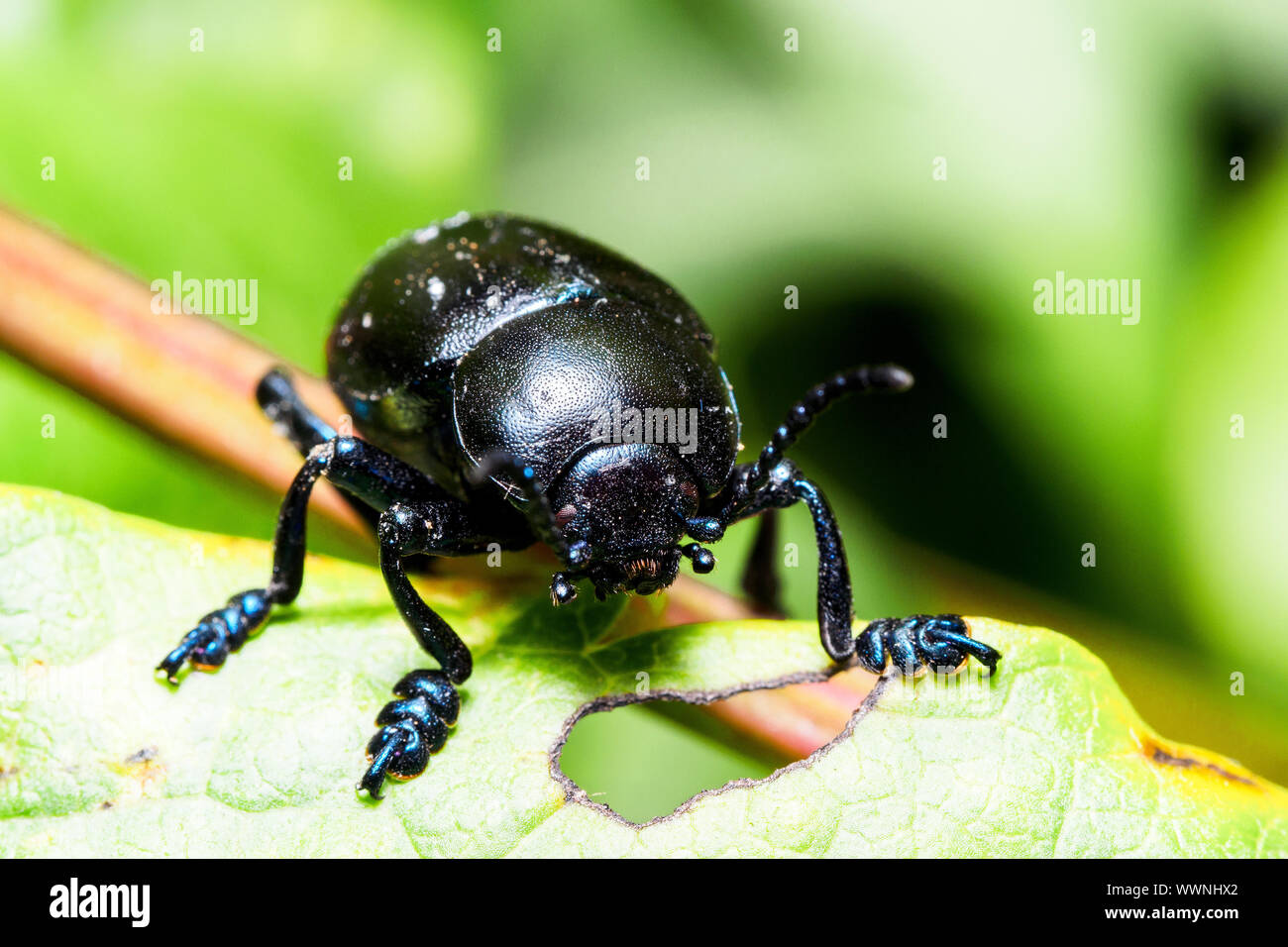 Sanguinosa naso-beetle (Timarcha tenebricosa), chiamato anche spewer sangue o sangue produca beetle Foto Stock
