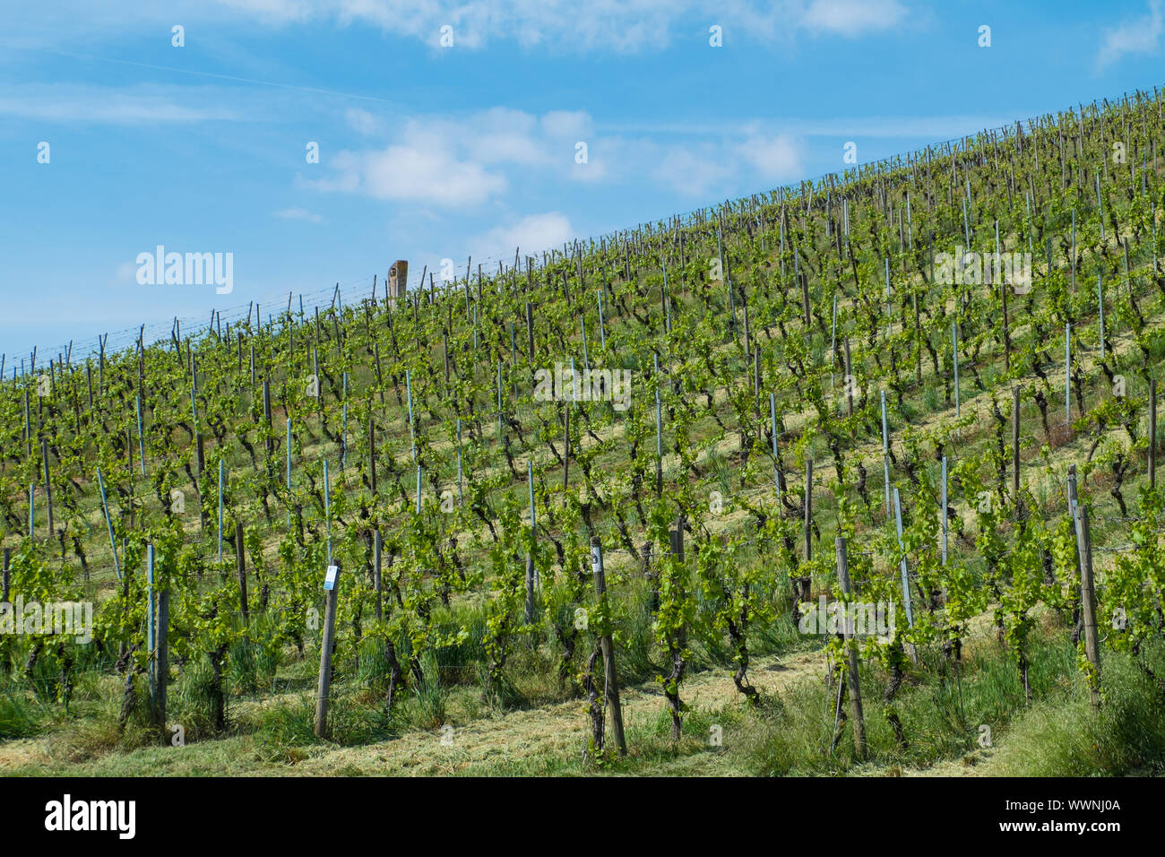 Vino della Franconia e i vigneti vicino a Volkach, bassa Franconia Foto Stock