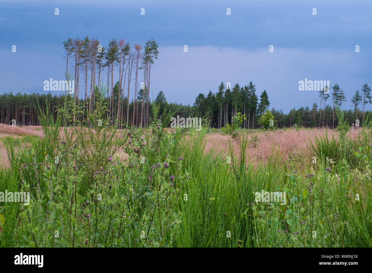 Tempesta sulla foresta Foto Stock