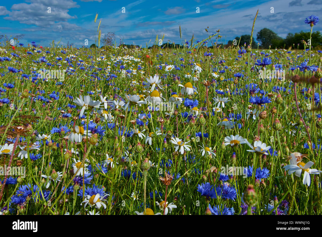 Impressioni dal campo nel Meclemburgopomerania Occidentale, Germania Foto Stock