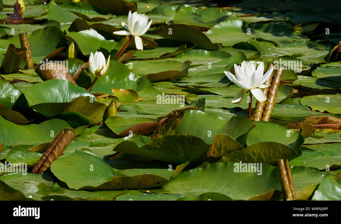 Water Lilies, Ninfei Foto Stock