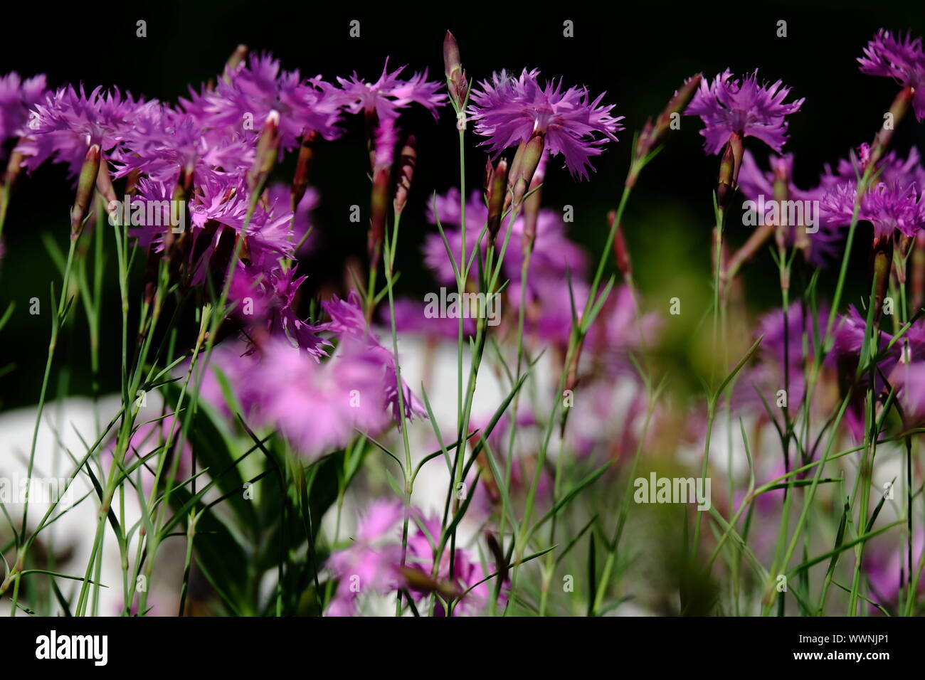 Ritratto di fiori garofani Foto Stock
