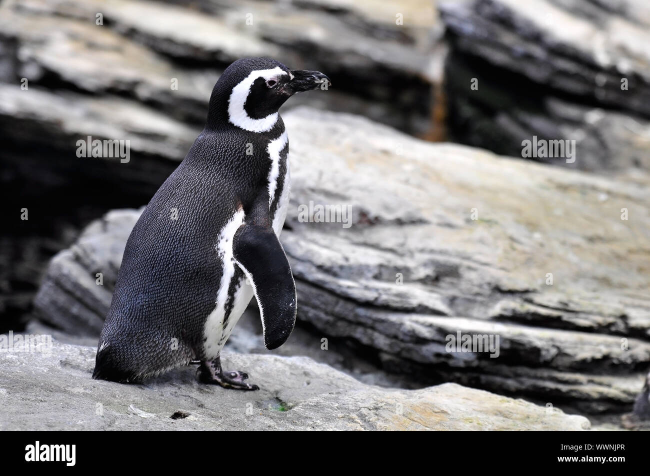 Il Magellanic Penguin, Spheniscus magellanicus, è un Sud Americana penguin, allevamento nelle zone costiere l'Argentina, il Cile e le Isole Falkland, con alcuni Foto Stock