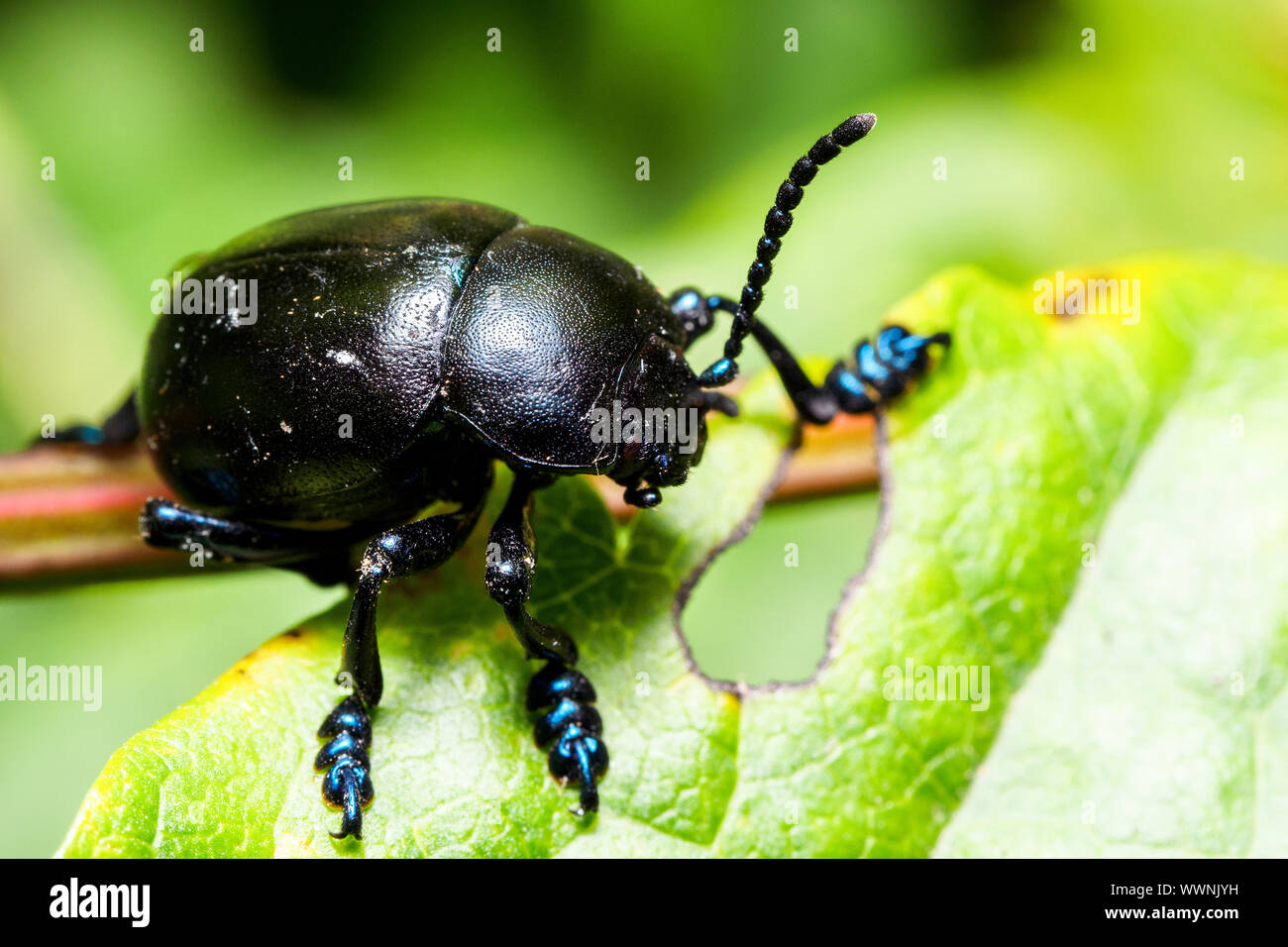 Sanguinosa naso-beetle (Timarcha tenebricosa), chiamato anche spewer sangue o sangue produca beetle Foto Stock