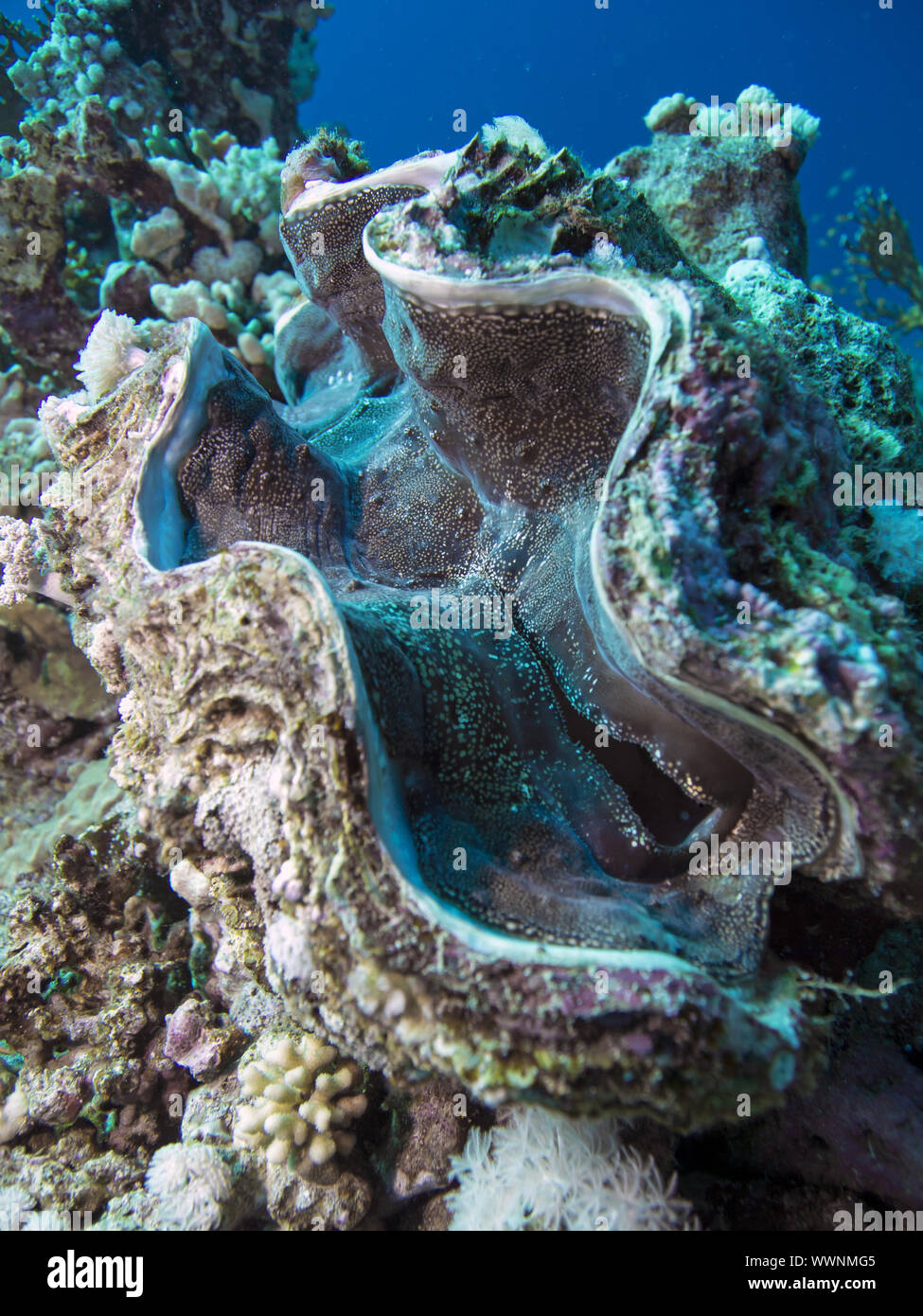 Mollusco gigante Foto Stock
