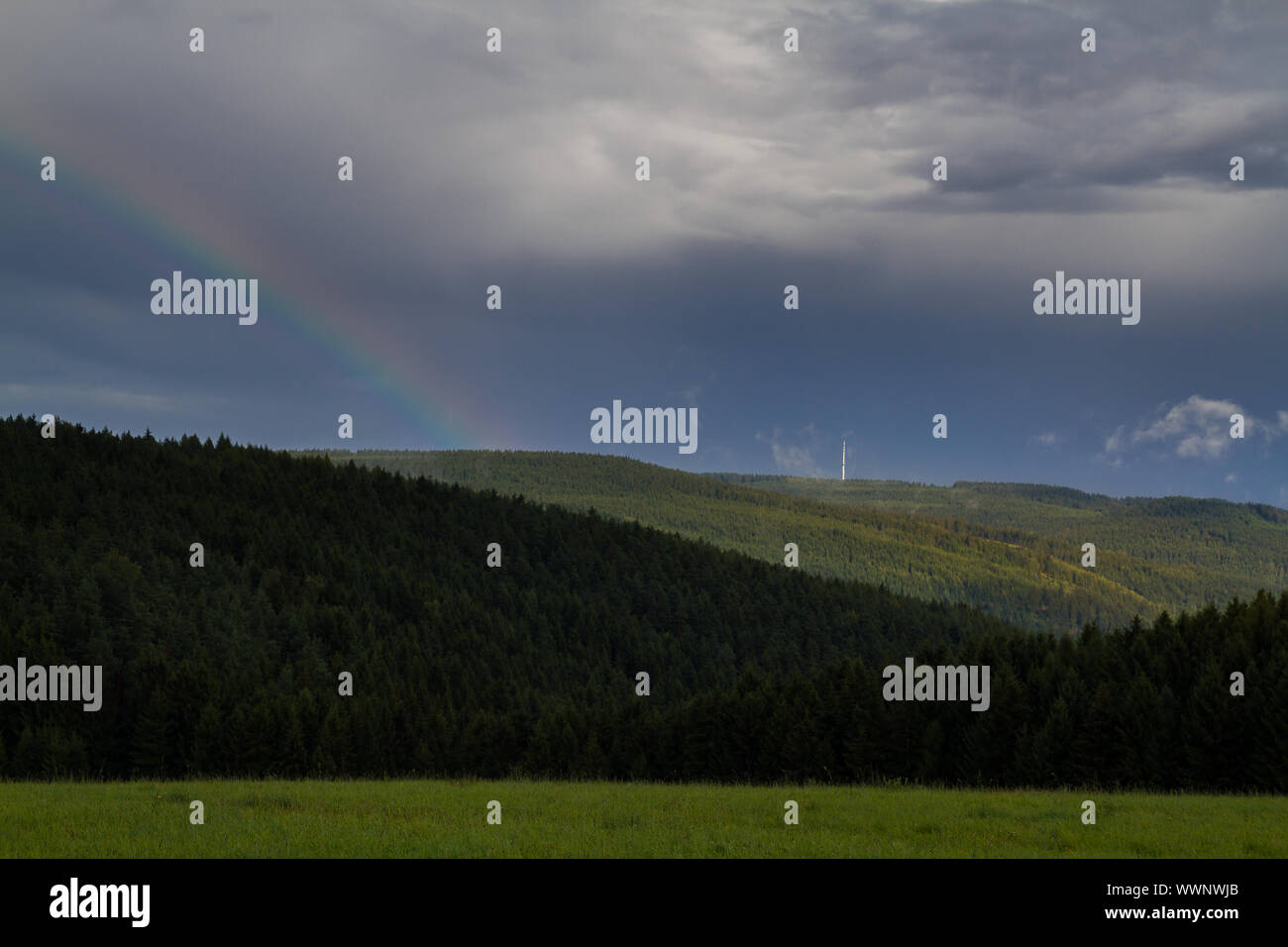 Foresta Turingia in Atmosfera mattutina Foto Stock
