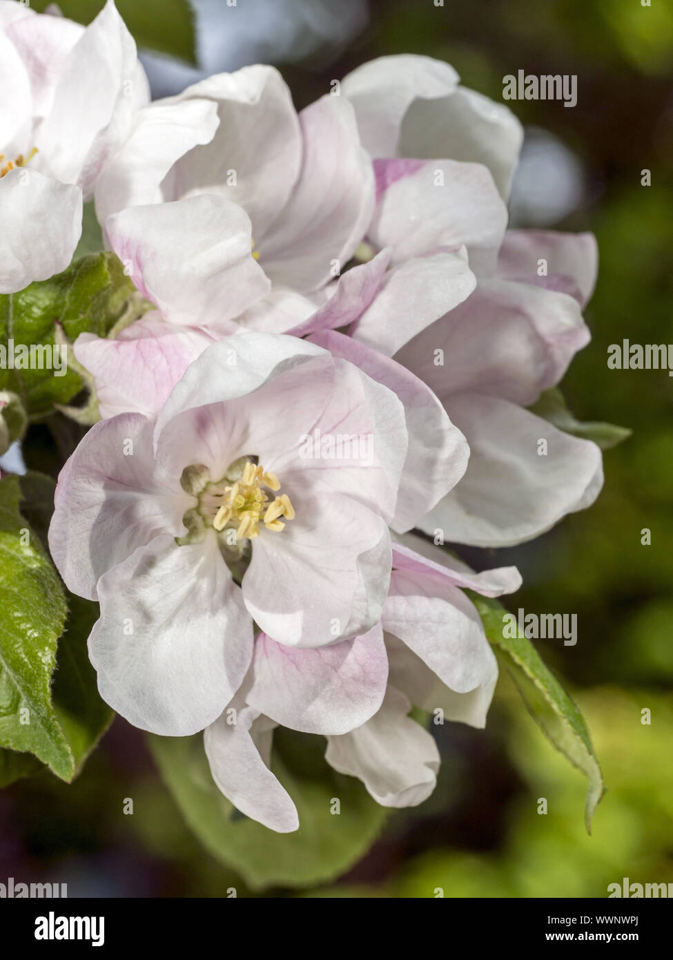 fiore di melo Foto Stock