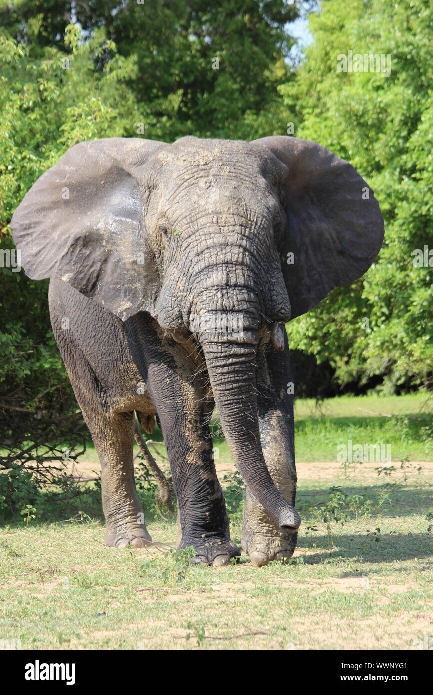 Bull elefante in Mole National Park, Regione settentrionale, Ghana Foto Stock