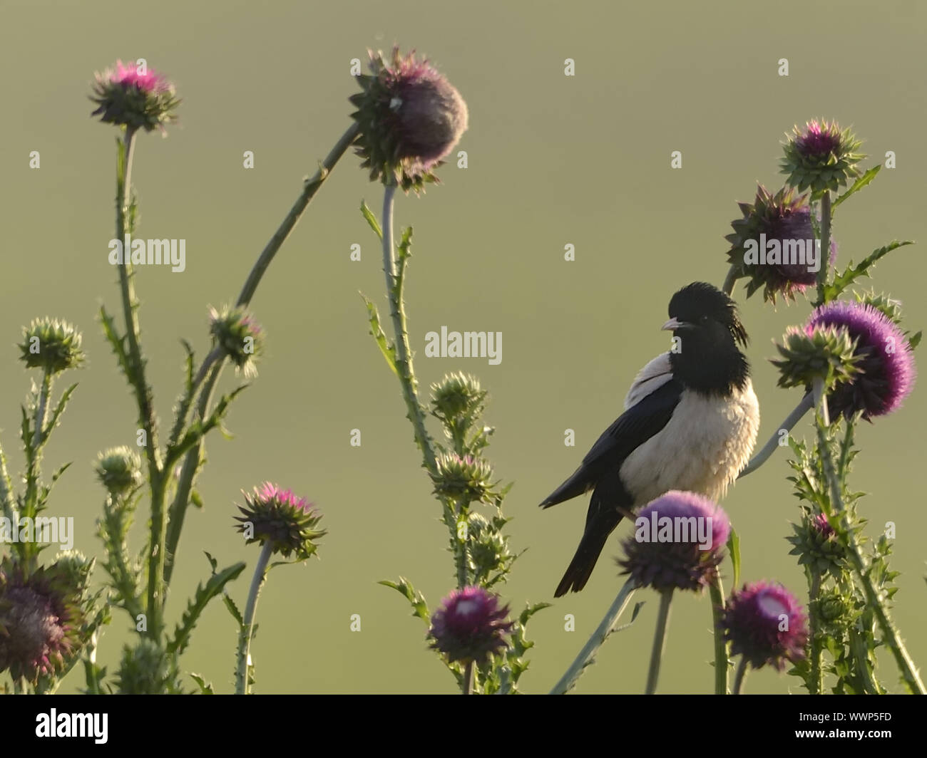 Rosati Starling Foto Stock