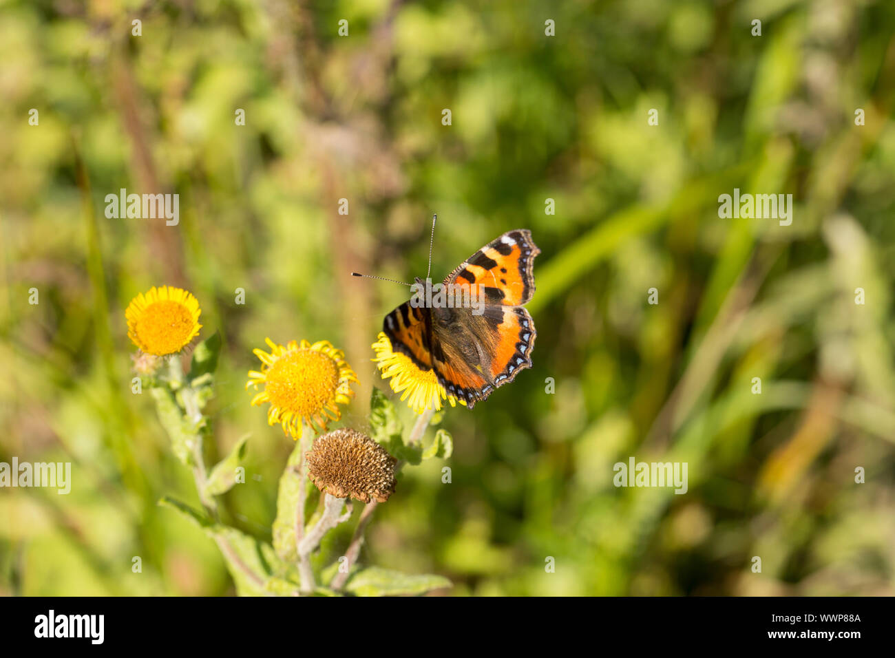 Una piccola tartaruga butterfly, Aglais urticae, in una giornata di sole in agosto. Nord Inghilterra Dorset Regno Unito GB Foto Stock