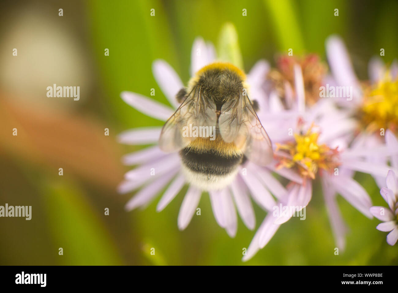 Estate Bumble Bee insetto macro di fiori Foto Stock